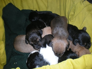 m_cachorritosmarta.jpg