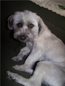 m_perritaAdopciones2009.jpg