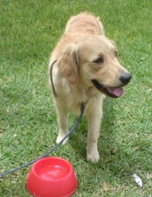 m_GOLDEN ENCONTRADO.jpg