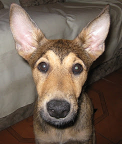 m_perrita reina karijmada.jpg