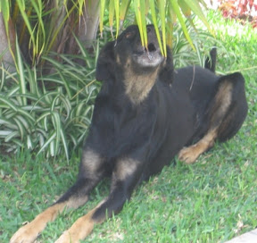 m_perrito rmassari.jpg