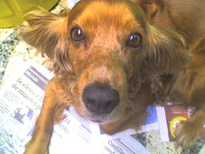 m_candy perdida2.jpg