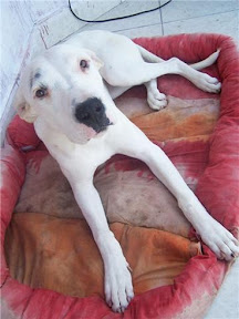 m_cruce daltmata beyota2.jpg