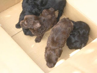m_cachorritos flormarina.jpg