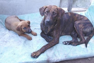 m_lindas perritas ines.jpg
