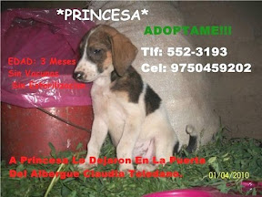 m_perrita albergue toledano.jpg
