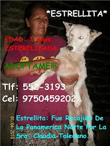 m_perrita albergue toledano2.jpg
