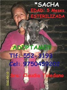 m_perrita albergue toledano5.jpg