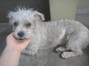 m_perrita nocsou2.jpg
