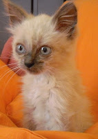 m_GATITOSMRUIZ5.jpg