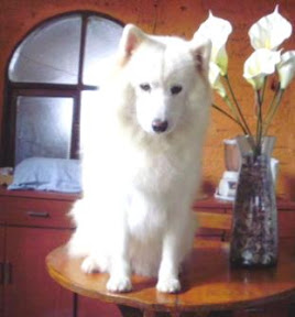DASHA PERDIDA.JPG