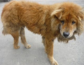 m_chowchowatropelladogrillo.jpg