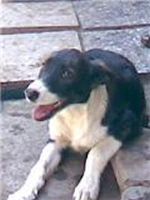 m_beysi.jpg