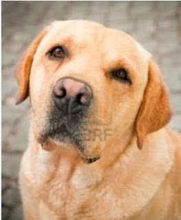 travi adopcion.JPG