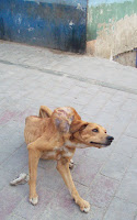 perrito cerro sancristobal tumor 2010.jpg