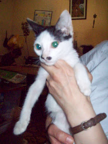 gaticos marialuisa6.jpg