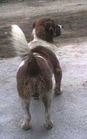 perrito xiomara1.JPG