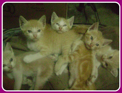 gatitos Milagros.jpg