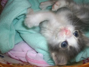 gatitos bell3.jpg