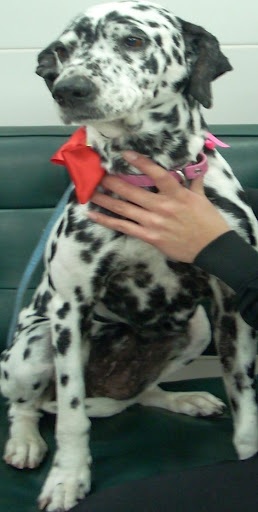 Lay dalmata perdida.JPG