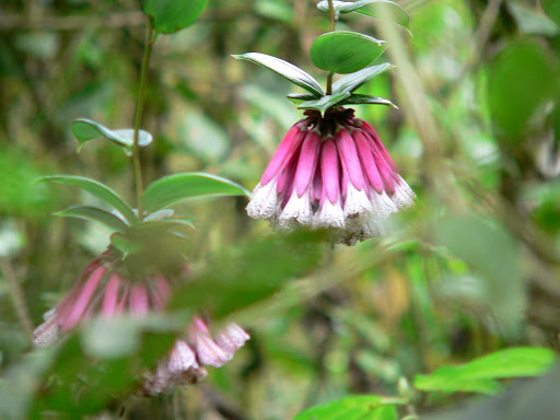 cambria orchid repotting cambria orchid repotting