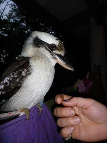 [69 kookas[5].jpg]