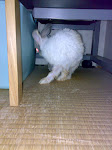 20081115807.jpg