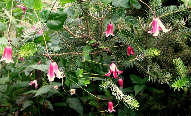 Clematis Sir Trevor Howard, Abies koreana aurea