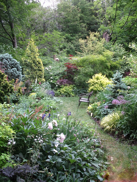 Mid June viewe punctuated by peonies, sib. iris, allium