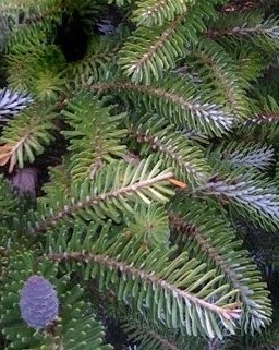 ABIES KOR AUREA.bmp.jpg