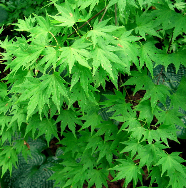 Acer palmatum Orange Dream,Hostas