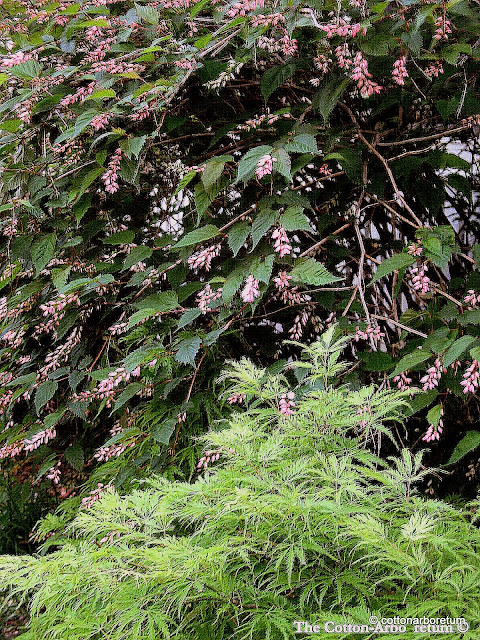 Neillia, Acer dissectum Filigree