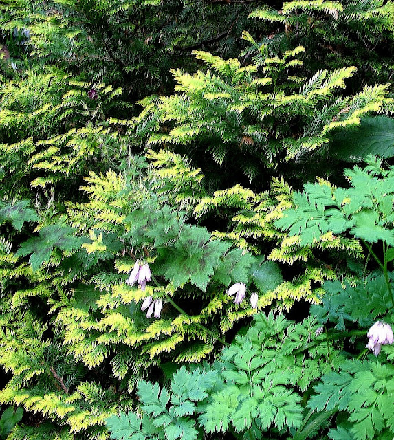 Chamaecyparis, Dicentra, Geranium Samobor