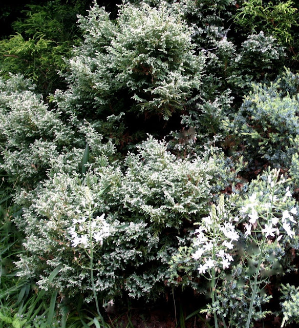 chamaecyparis pisifera Snow