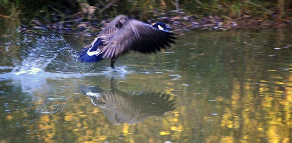 LIFTING OFF FROM THE POND