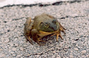 Bullfrog 2 Irfanview.jpg