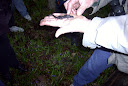 blue-spotted salamander.jpg
