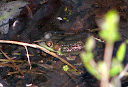 Bloomfield Frog Listen 2010-04-23 008.jpg