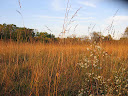 Rouge Park Prairie 06 Oct.jpg