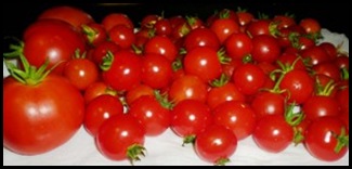 Tomatoes 03
