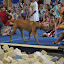 The camp pooch - Flipfest 2010 - Week 11