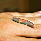 White-blotched Heterocampa