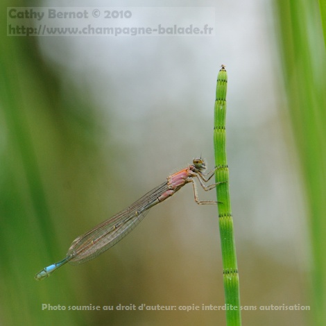 Prêle et émergence libellule: un agrion élégant immature femelle (ischnura elegans) Prêle et émergence libellule: un agrion élégant immature femelle