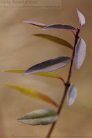Feuilles d'arbuste en forêt en hiver ou estampe bambou?