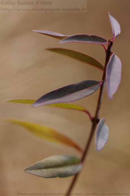 Feuilles d'arbuste en forêt en hiver ou estampe bambou?