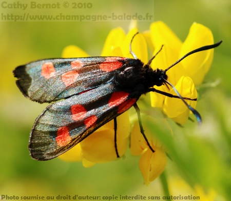 photo macro de papillon noir zygene reflet sur les ailes