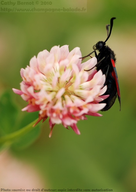 Macro papillon: la zygène du trèfle sur une fleur rose de trèfle