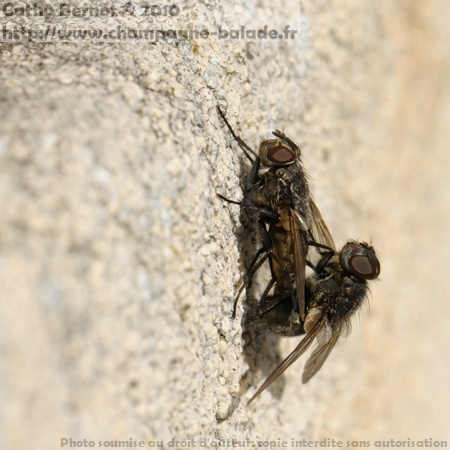 Accouplement de mouche, photo macro insecte diptère Accouplement de mouche, photo macro insecte diptère