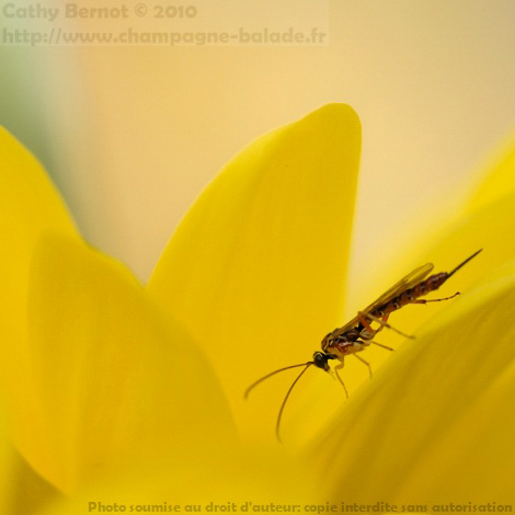 Photo d'insecte hymenoptère sur fleur jaune Photo d'insecte hymenoptère sur fleur jaune