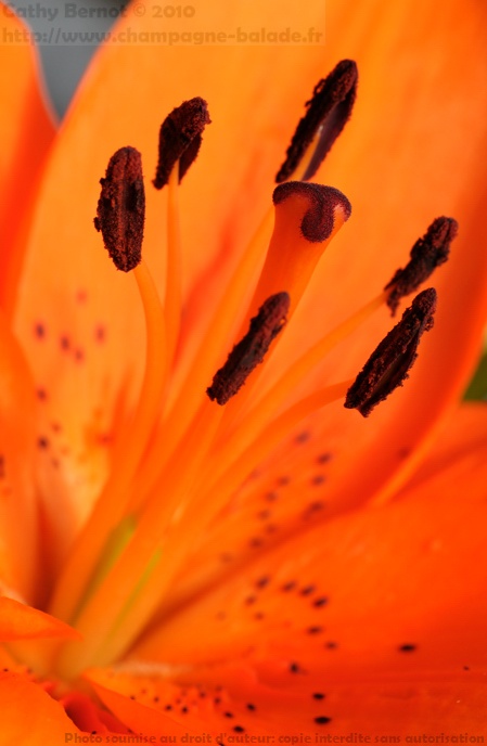Gros plan fleur de lys orange bouquet de fleuriste Gros plan fleur de lys, Photo macro artistique